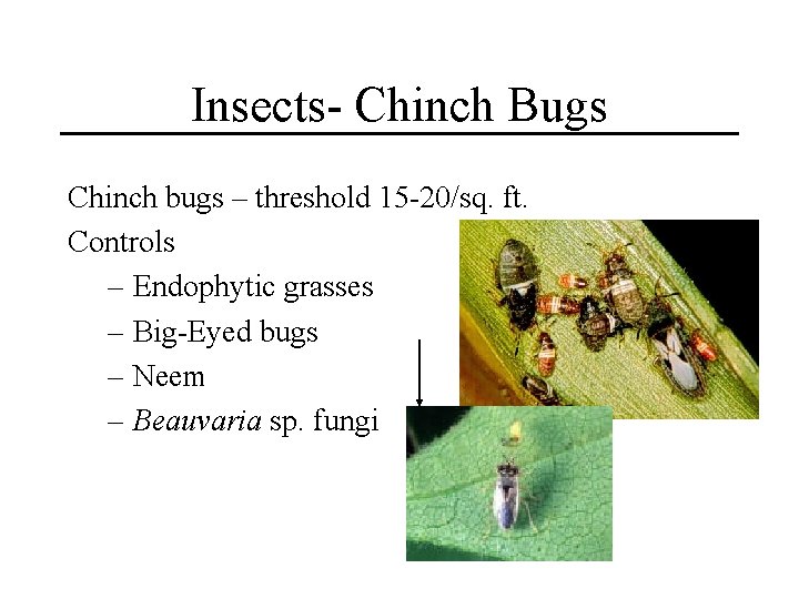 Insects- Chinch Bugs Chinch bugs – threshold 15 -20/sq. ft. Controls – Endophytic grasses