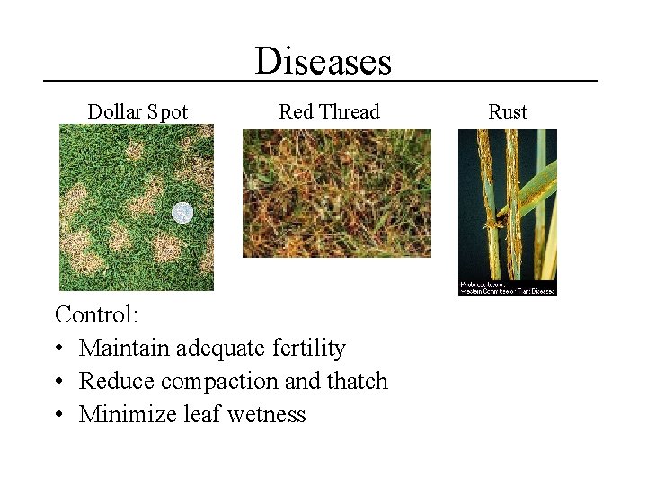 Diseases Dollar Spot Red Thread Control: • Maintain adequate fertility • Reduce compaction and