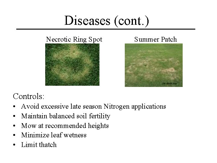 Diseases (cont. ) Necrotic Ring Spot Summer Patch Controls: • • • Avoid excessive