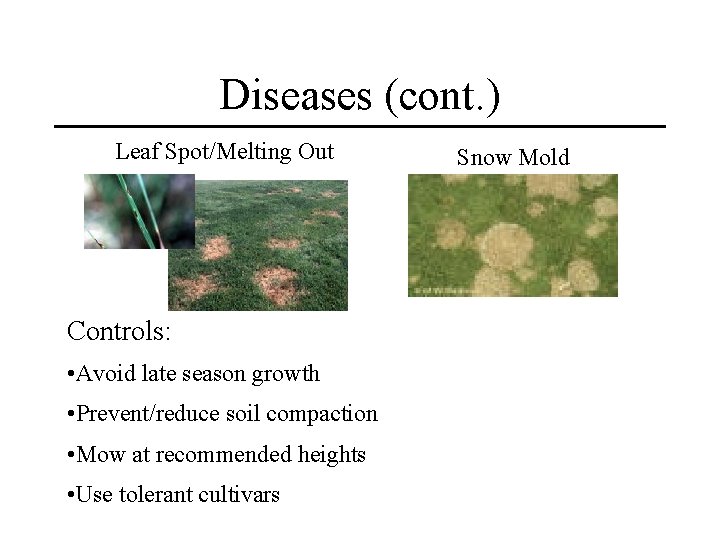 Diseases (cont. ) Leaf Spot/Melting Out Controls: • Avoid late season growth • Prevent/reduce Diseases (cont. ) Leaf Spot/Melting Out Controls: • Avoid late season growth • Prevent/reduce