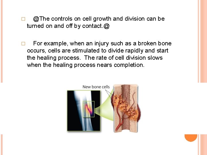 � @The controls on cell growth and division can be turned on and off
