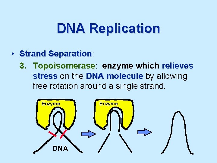 DNA Replication • Strand Separation: Separation 3. Topoisomerase: Topoisomerase enzyme which relieves stress on