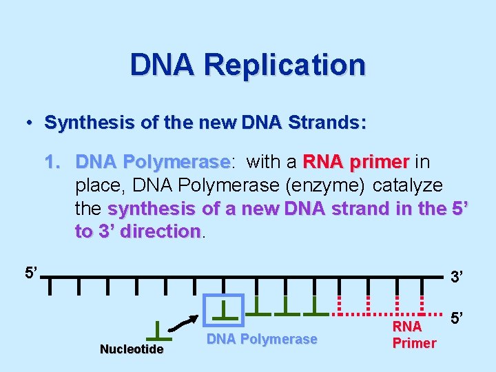 DNA Replication • Synthesis of the new DNA Strands: 1. DNA Polymerase: Polymerase with