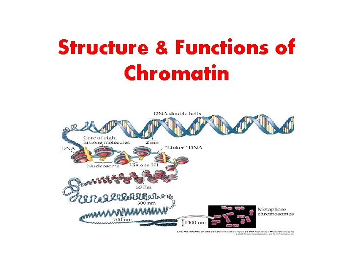 Structure & Functions of Chromatin 