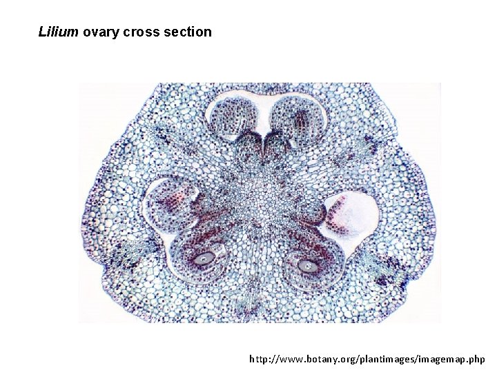 Lilium ovary cross section http: //www. botany. org/plantimages/imagemap. php 