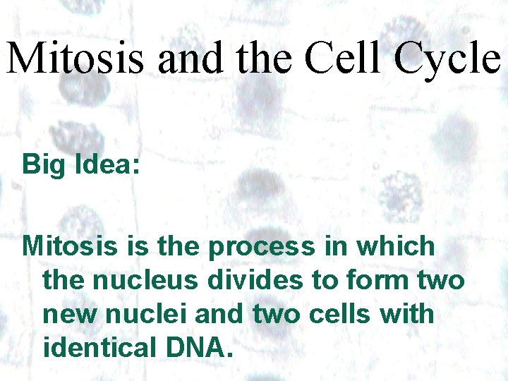 Mitosis and the Cell Cycle Big Idea: Mitosis is the process in which the