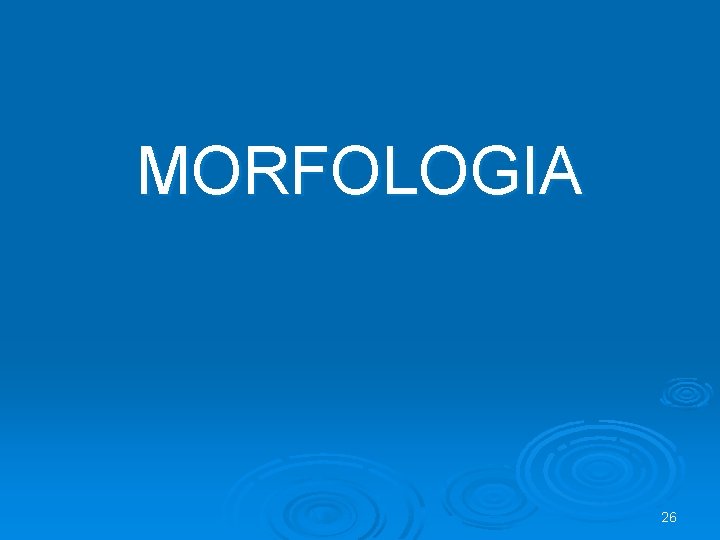 MORFOLOGIA 26 
