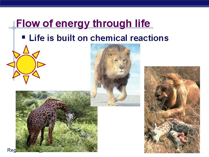 Flow of energy through life § Life is built on chemical reactions Regents Biology