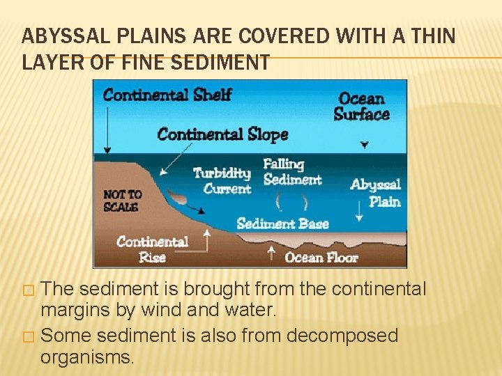 ABYSSAL PLAINS ARE COVERED WITH A THIN LAYER OF FINE SEDIMENT The sediment is