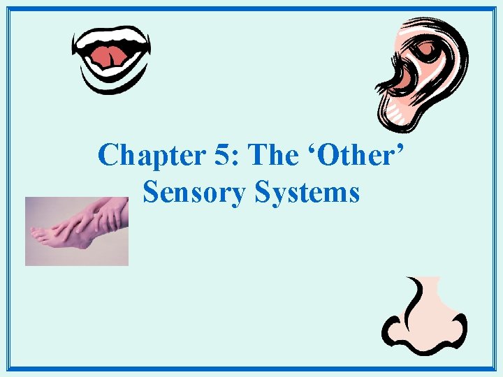 Chapter 5: The ‘Other’ Sensory Systems 
