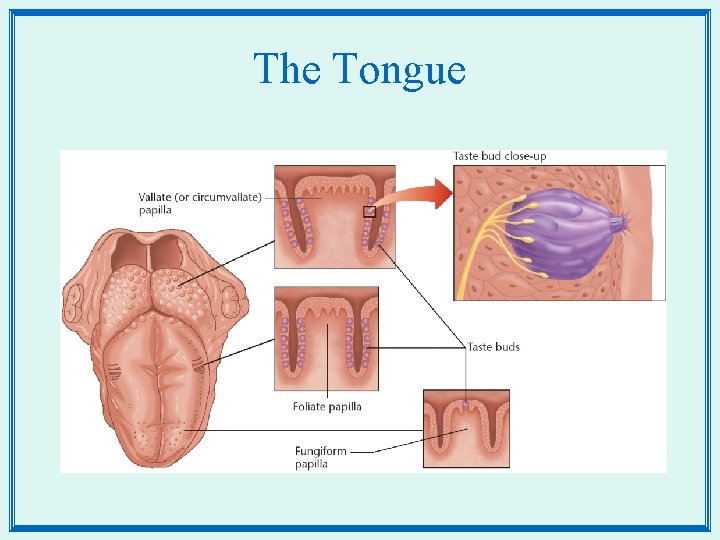 The Tongue 