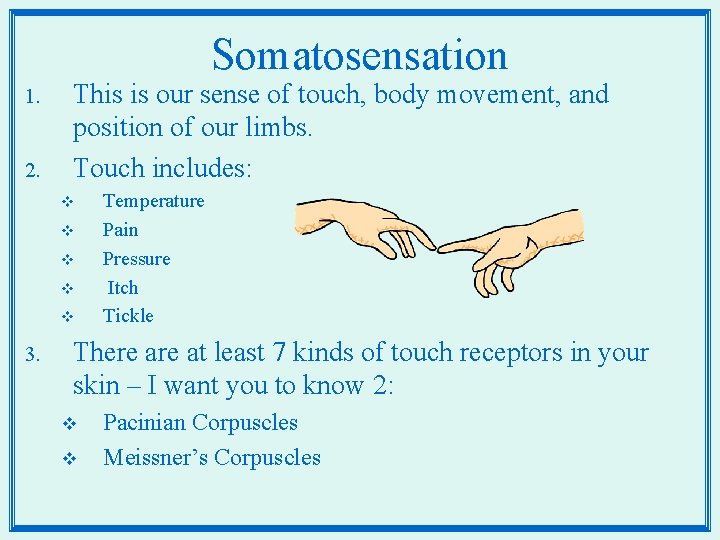 Somatosensation 1. 2. This is our sense of touch, body movement, and position of