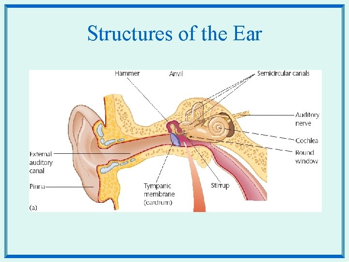 Structures of the Ear 