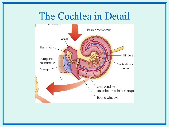 The Cochlea in Detail 