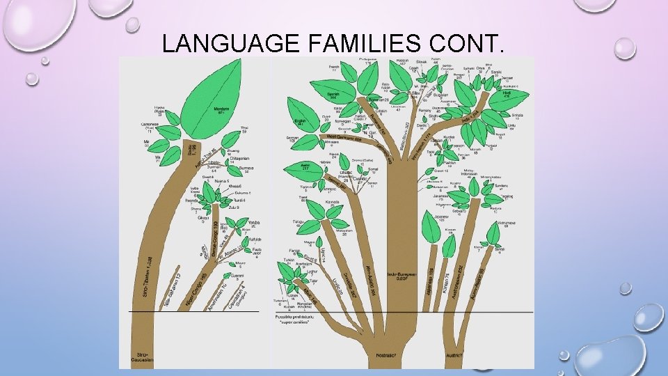 LANGUAGE FAMILIES CONT. 