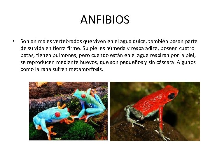 ANFIBIOS • Son animales vertebrados que viven en el agua dulce, también pasan parte