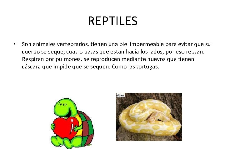 REPTILES • Son animales vertebrados, tienen una piel impermeable para evitar que su cuerpo