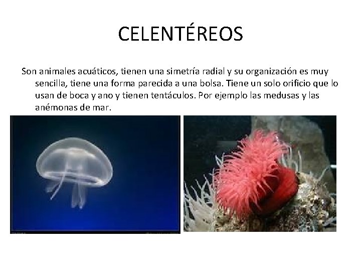 CELENTÉREOS Son animales acuáticos, tienen una simetría radial y su organización es muy sencilla,