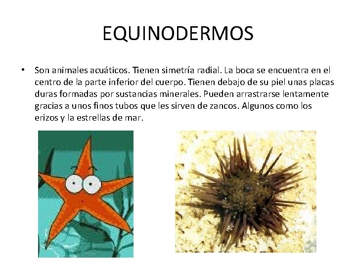 EQUINODERMOS • Son animales acuáticos. Tienen simetría radial. La boca se encuentra en el