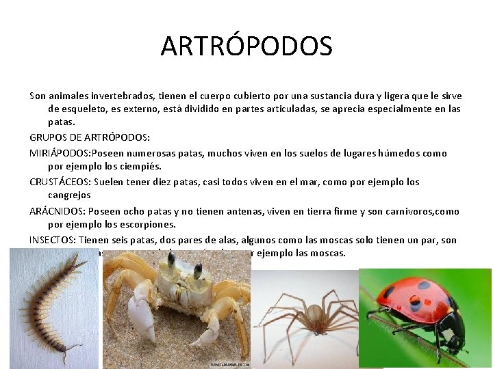 ARTRÓPODOS Son animales invertebrados, tienen el cuerpo cubierto por una sustancia dura y ligera