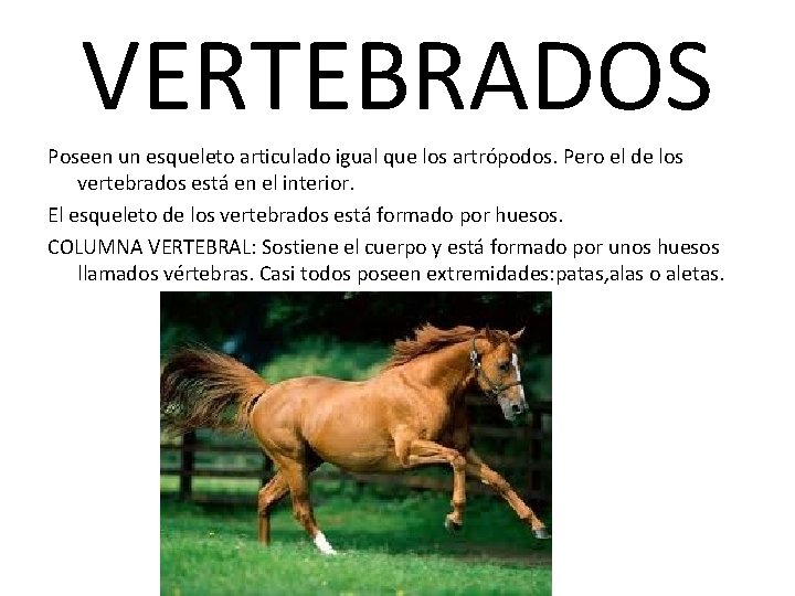 VERTEBRADOS Poseen un esqueleto articulado igual que los artrópodos. Pero el de los vertebrados