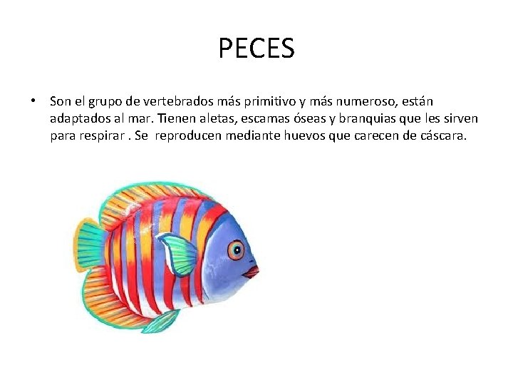 PECES • Son el grupo de vertebrados más primitivo y más numeroso, están adaptados