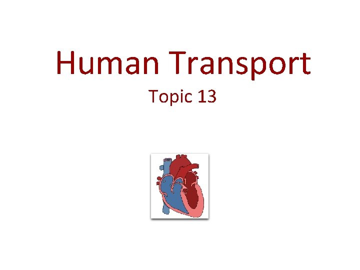 Human Transport Topic 13 