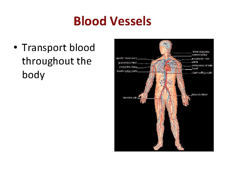 Blood Vessels • Transport blood throughout the body 