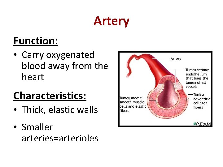 Artery Function: • Carry oxygenated blood away from the heart Characteristics: • Thick, elastic