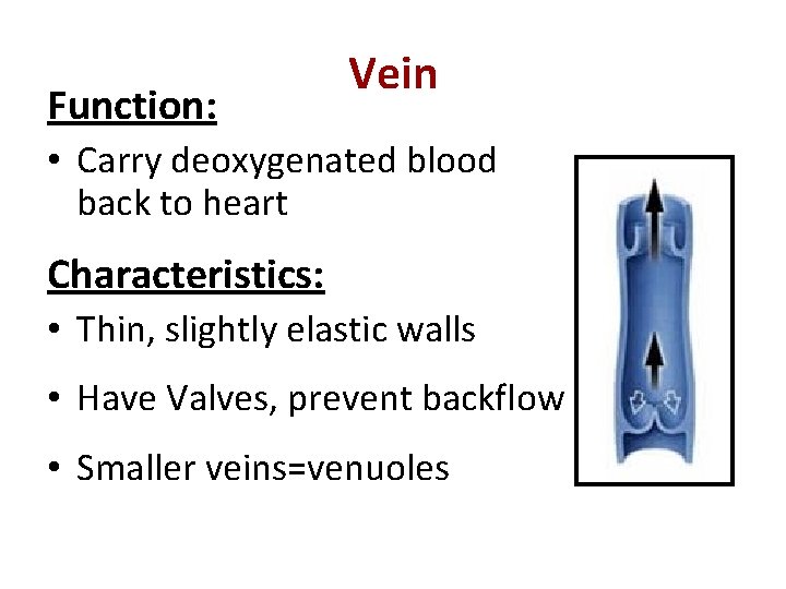 Function: Vein • Carry deoxygenated blood back to heart Characteristics: • Thin, slightly elastic