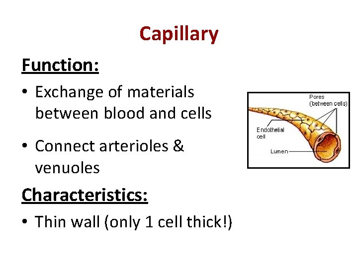 Capillary Function: • Exchange of materials between blood and cells • Connect arterioles &