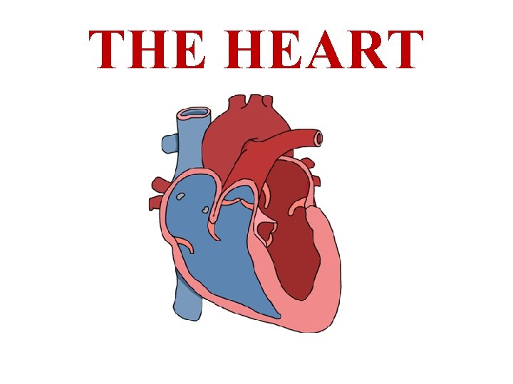 THE HEART 