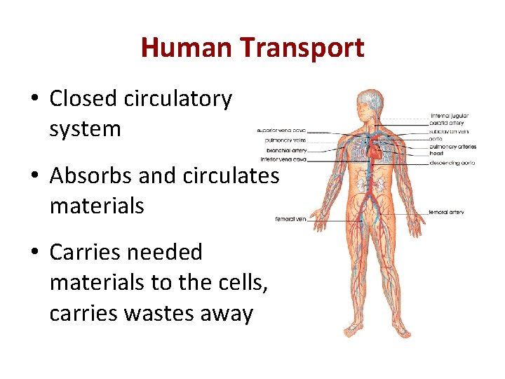 Human Transport • Closed circulatory system • Absorbs and circulates materials • Carries needed