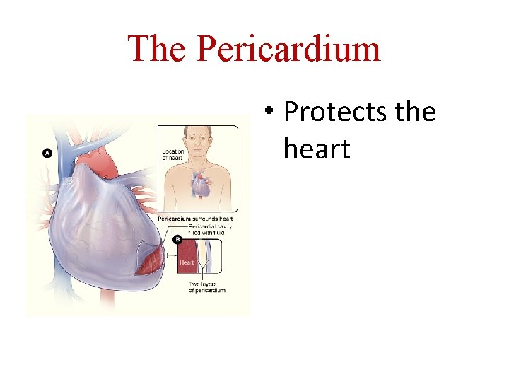 The Pericardium • Protects the heart 