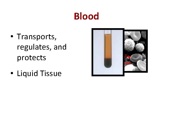 Blood • Transports, regulates, and protects • Liquid Tissue 
