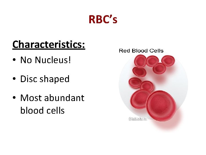 RBC’s Characteristics: • No Nucleus! • Disc shaped • Most abundant blood cells 