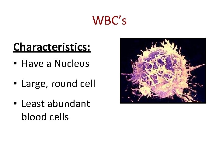 WBC’s Characteristics: • Have a Nucleus • Large, round cell • Least abundant blood