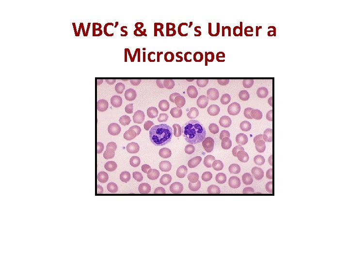 WBC’s & RBC’s Under a Microscope 