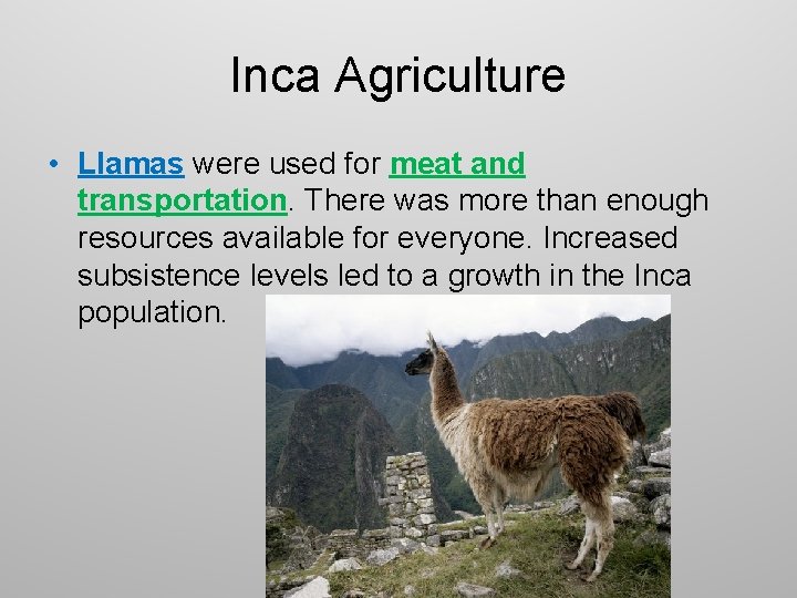 Inca Agriculture • Llamas were used for meat and transportation. There was more than