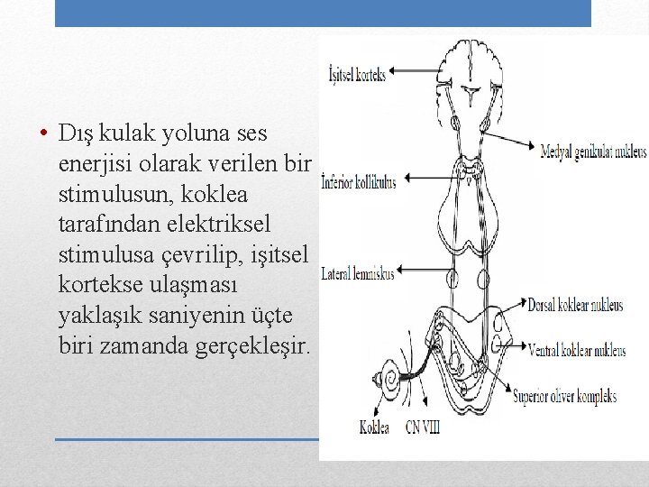  • Dış kulak yoluna ses enerjisi olarak verilen bir stimulusun, koklea tarafından elektriksel