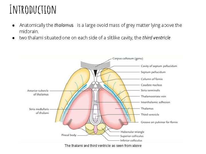 Introduction ● ● Anatomically the thalamus is a large ovoid mass of grey matter