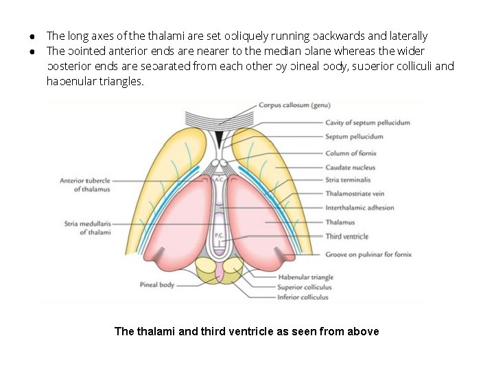 ● ● The long axes of the thalami are set obliquely running backwards and