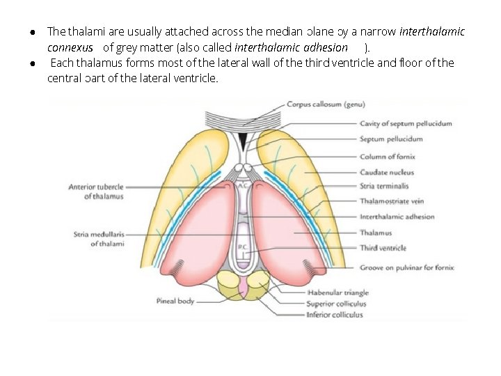 ● ● The thalami are usually attached across the median plane by a narrow