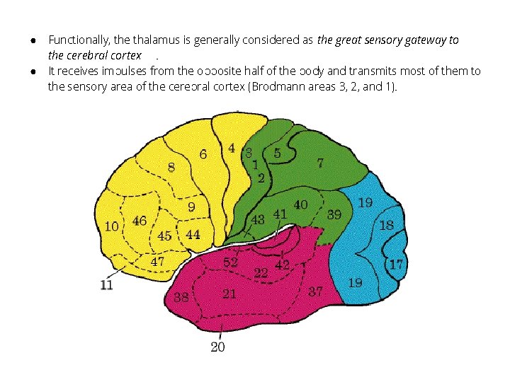 ● ● Functionally, the thalamus is generally considered as the great sensory gateway to