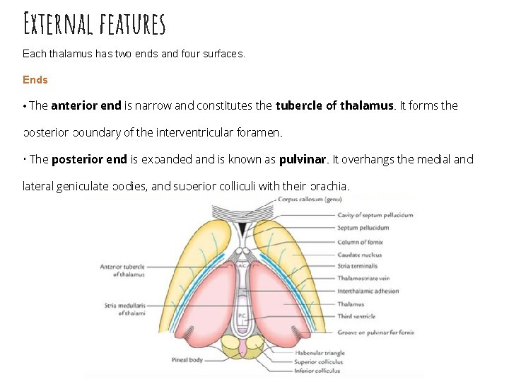 External features Each thalamus has two ends and four surfaces. Ends • The anterior