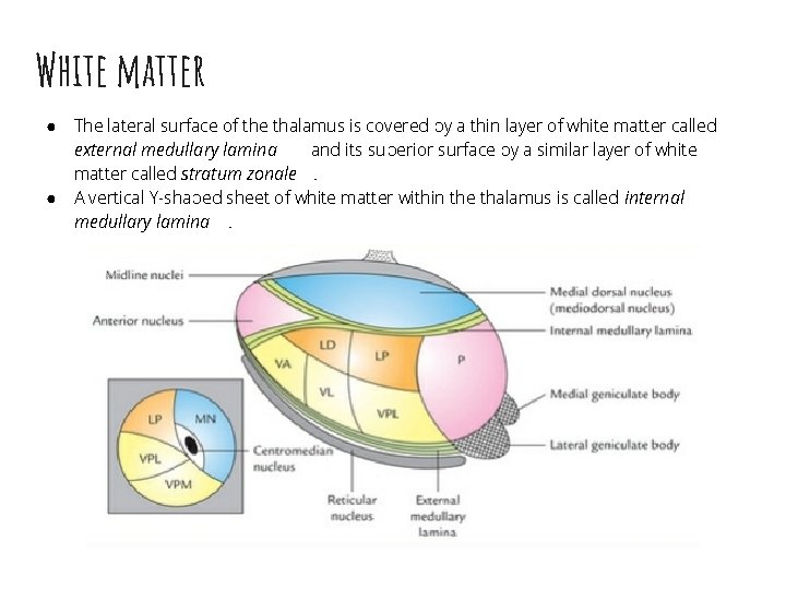 White matter ● ● The lateral surface of the thalamus is covered by a