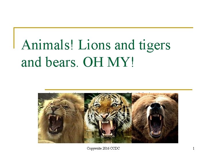 Animals! Lions and tigers and bears. OH MY! Lions, tigers, bears…Oh My! Copywrite 2016