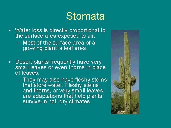 Stomata • Water loss is directly proportional to the surface area exposed to air.