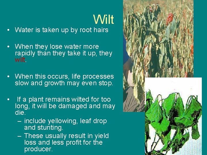 Wilt • Water is taken up by root hairs • When they lose water