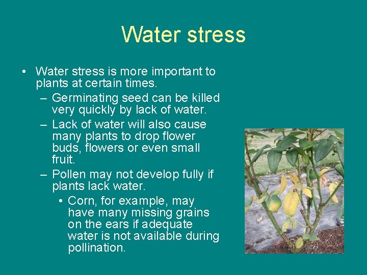 Water stress • Water stress is more important to plants at certain times. –